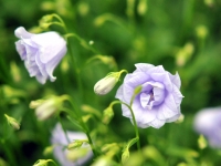 Attractive pale blue double flowers over soft green foliage